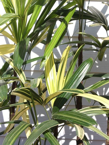Rhapis Excelsa Variegada (planta De Colección)