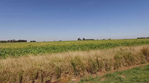Imagen 1 de 8 de Importante Campo En Venta - Trenque Lauquen