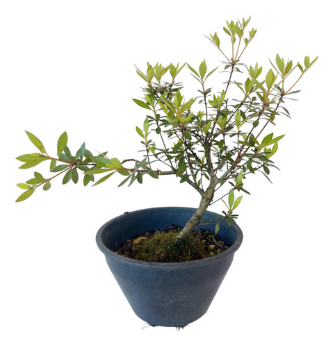 Pré Bonsai Azaléia Anã Cor Rosa03 Anos ( Cod.041)