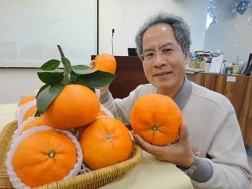 Mandarina Gigante De Malasia Sin Semilla Frutal Injertado