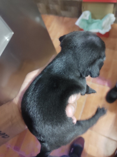 Imagen 3 de 6 de Pug Hembra