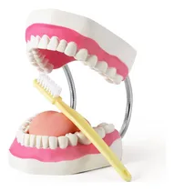 Comprar Modelo De Dientes Anatómicos Grandes Para Enseñanza