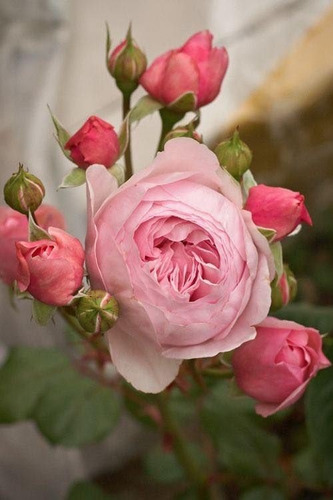 100 Semillas De Rosa Rosada Oriental Perfumada Más Envío.