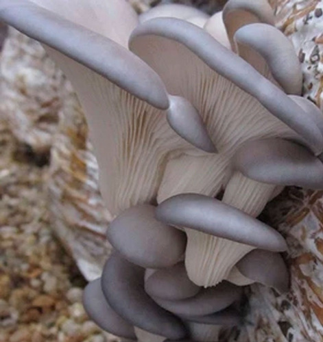 Micelio Semilla Seta Gris 6 Kg