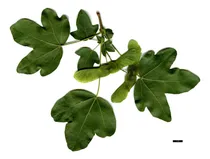 Comprar Acer Campestre ( Acer Campestris) Árboles