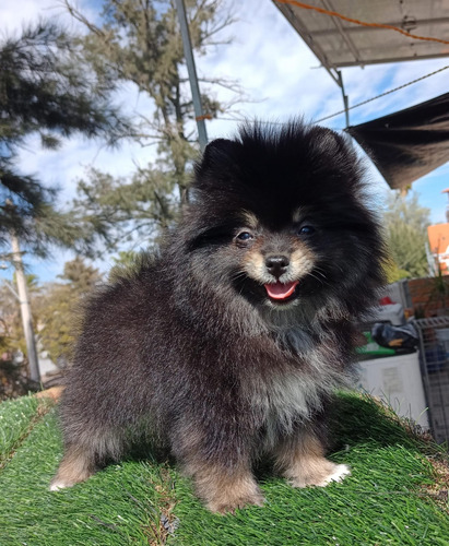 Pomerania Hembra Blue And Tan Hermosa. Blue And Tan