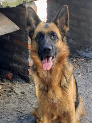 Cachorros Ovejero Aleman