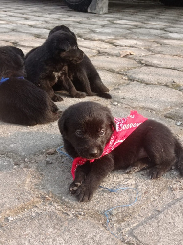 Cachorros Labradores Retriver