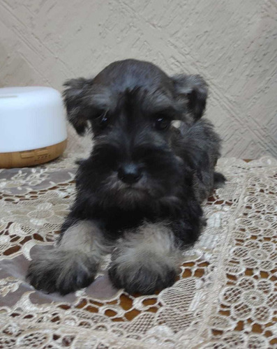 Schnauzer Miniatura Excelente Calidad