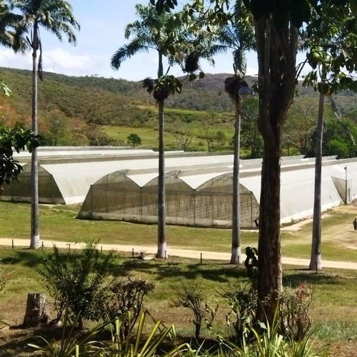 Imagen 4 de 15 de Belklia/ofrece Finca 242h.a ,pista Aterrizaje Carabobo (yol)