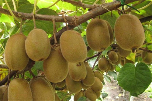 Imagen 2 de 3 de Kiwi ( Planta ) Variedad Dorada Actinidia Chinensis 1 M