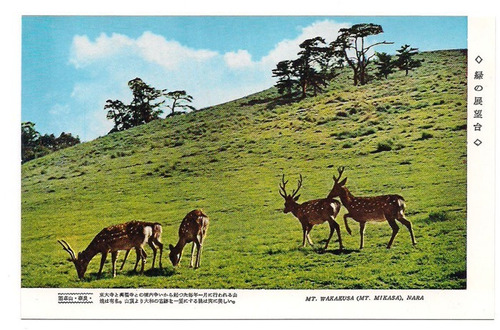 Postal Vintage Japon Monte Wakakusa Nara Ciervos 362 B3