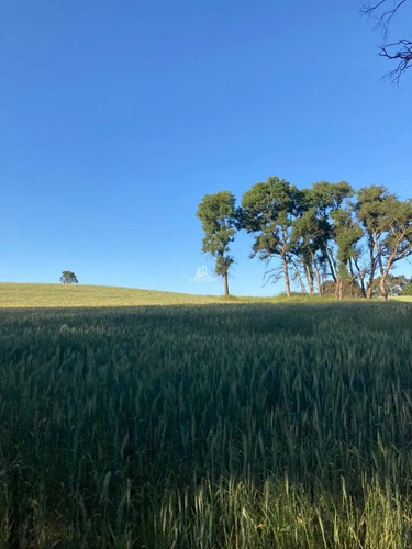 Cod36634 Campo Agrícola De 19 Hectareas En Venta En Victoria