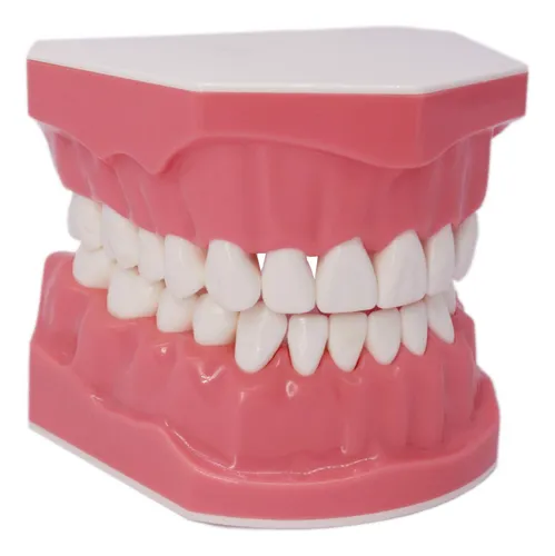 comprar Modelo De Dientes Dentales Typodont Para Cepillar Hilo Denta
