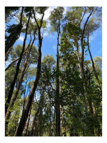 Imagen 9 de 10 de Exclusivo Sitio En Venta - Las Cascadas, Puerto Octay