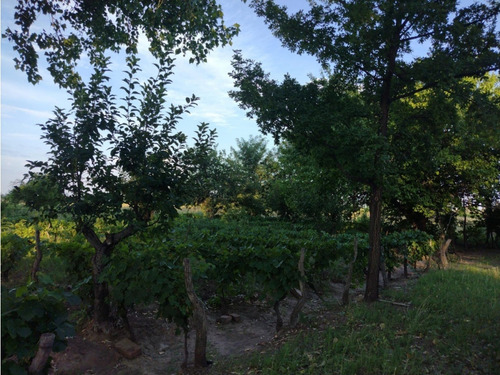 Vendo Finca Viñedos San Rafael Las Paredes