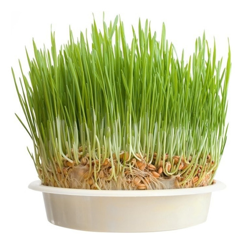 Semillas Pasto Para Gatos 400gr