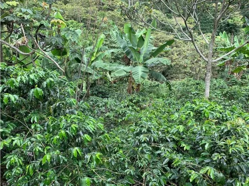 Finca Cafetera En Venta En Andes - Antioquia