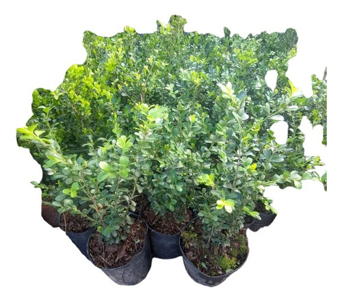 Promo Pack 4 Buxus Sempervirens - Boj - Planta Cerco -3 Lts