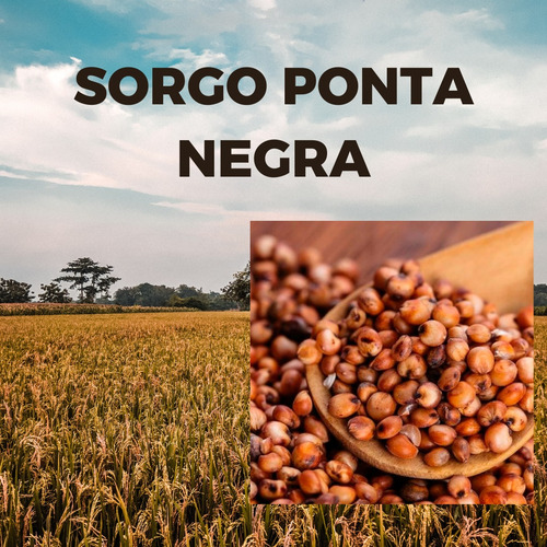 Semente De Sorgo Ponta Negra - Sc 20kg - Bonamigo