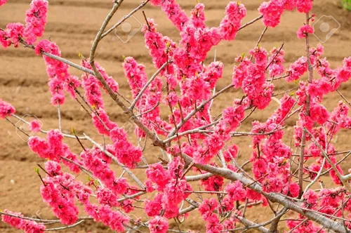 Durazno Japones D Flor Roja ( Arbol ) 160 M Parecido Sakura | Mercado Libre