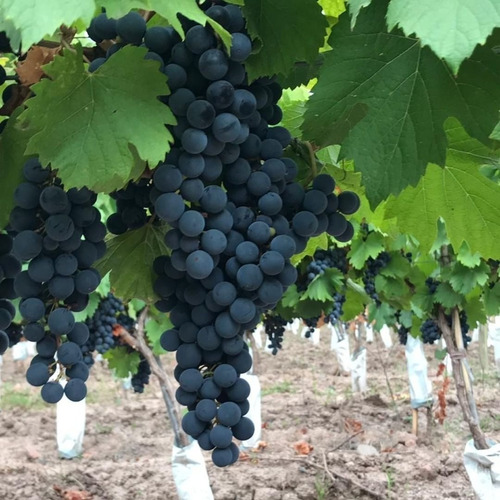 Imagen 2 de 10 de Vino Manos Negras Artesano Pinot Noir 750ml. - Envíos