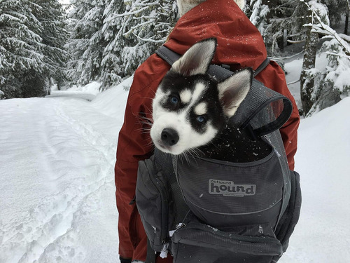 Poochpouch Backpack Carrier Mochila De Transporte Para Cães Cor Cinza-escuro