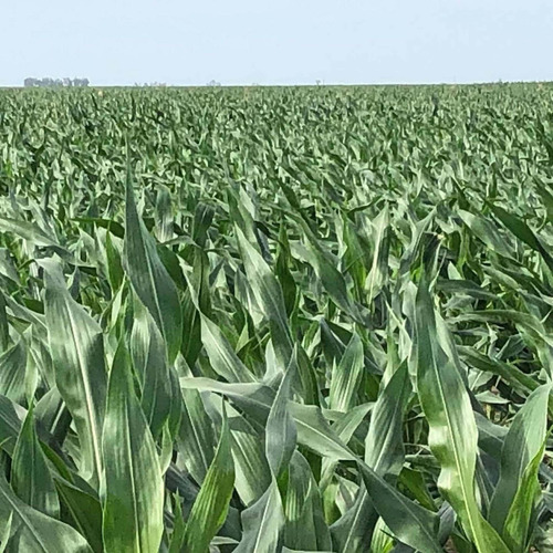 Imagen 1 de 8 de 932 Hectareas. ( A 30 Km Noetinger. Cba)