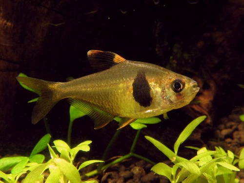 Peixe Tetra Grão De Café (takasei) 2 A 3 Cm Pct Com 3