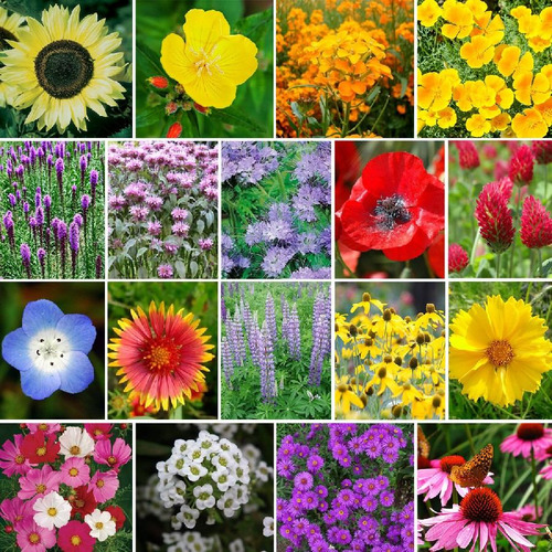 200 Sementes De Flores Sortidas
