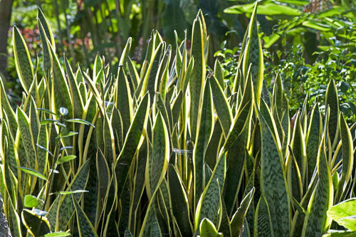 Lengua De Suegra ( Lansevieria ) Más Semillas