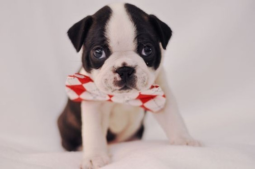 Cachorro Boston Terrier Puppy Boston Perrito Disponible Col