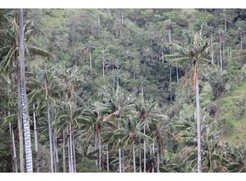 Se Vende Finca Para Proyectos De Reforestacion Y Turismo Ecológico