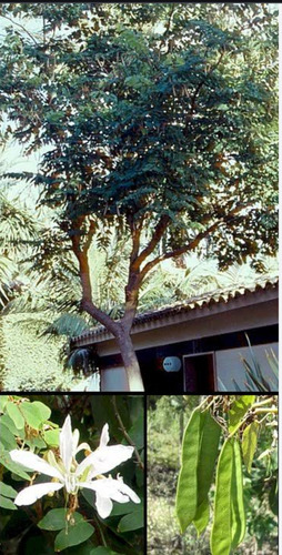 No Semilla Pata De Vaca Buey Bauhinia F. Blanca Envío Gratis