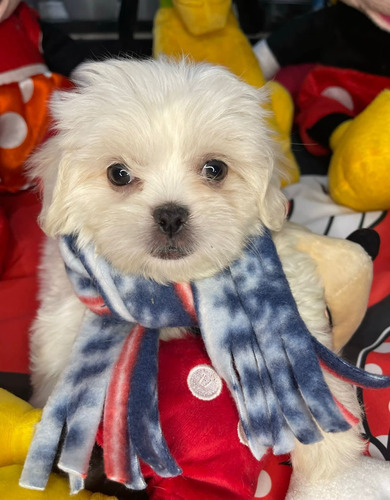 Lindissimo Filhote Shihtzu Branco