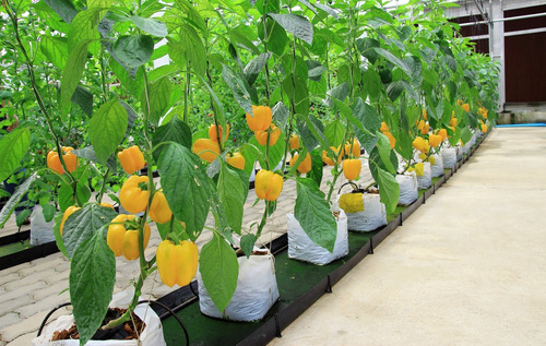 Adubo P/ Pimentão Npk + Humics 20-05-20 Pimenta 10 Litros