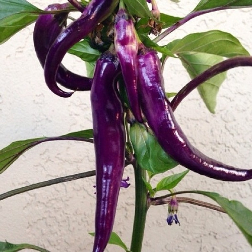 Sementes De Pimenta De Cayena Cayenne Violeta Roxa Rara!