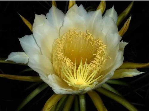 Aceite Esencial Puro Dama De La Noche Epiphyllum Oxipetalum