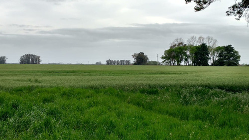 Venta Campo San Andrés De Giles