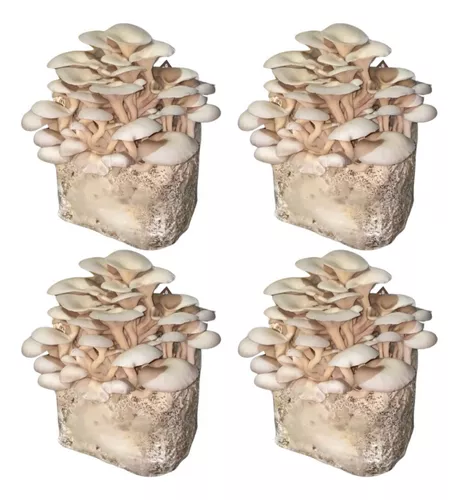 Grow Kit - Cogumelo Shitake