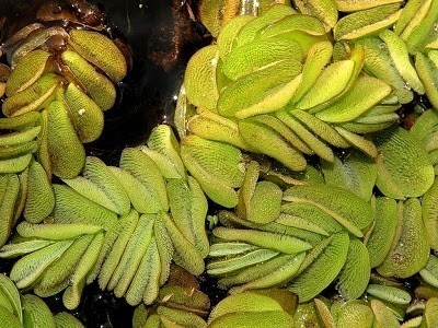 Acordeones De Agua (salvinia Auriculata)