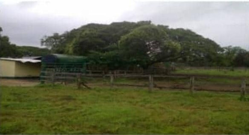 Imagen 11 de 14 de Finca En Venta En Edo. Barinas, Arismendi