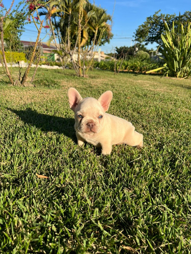 Maravilhosos Filhotes De Bulldog Francês Exóticos!