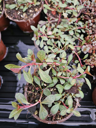 Ludwigia Red Skeleton, Musgo (Usado)