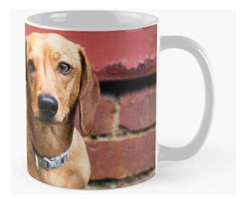 Taza X4 que Fueron Criados Originalmente Para Cazar Tejones