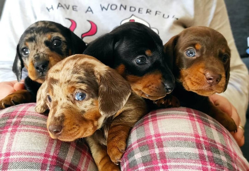 Imagen 2 de 5 de Cachorro Teckel O Salchicha Hembra Arlequin Color Exótico