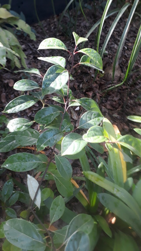 Planta De Alcanfor (cinnamomum Camphora)