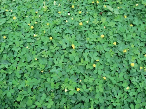 Semillas De Maní Forrajero X 1 Kilo 1000gr