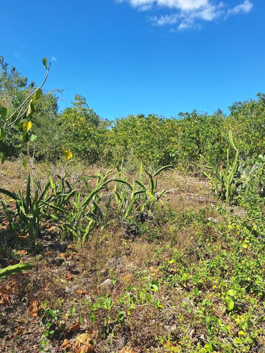 Rancho En Venta Con Cenotes En Excelente Zona Ganadera Del Estado De Yucatán