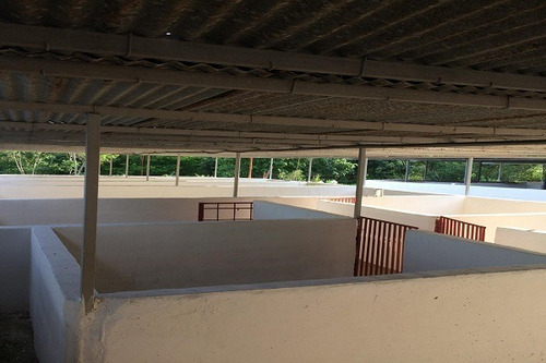 Imagen 9 de 25 de Asein882 Vende Excelente Finca En Tinaquillo Sector Caño De Agua